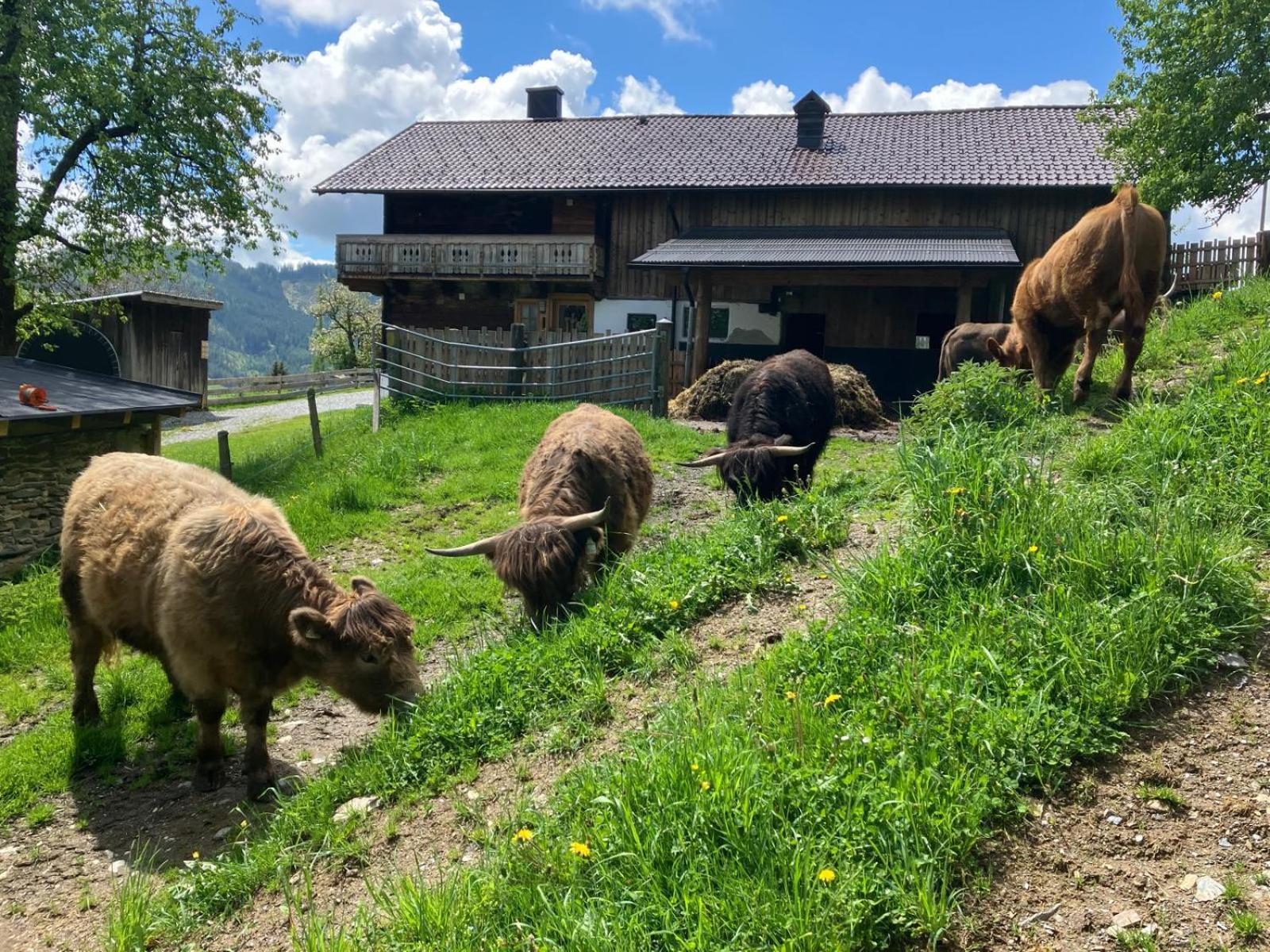Landhaus Hochkoenig Muhlbach Am Hochkonig Bagian luar foto